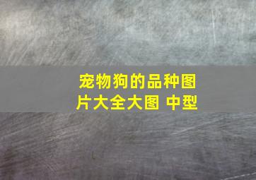 宠物狗的品种图片大全大图 中型